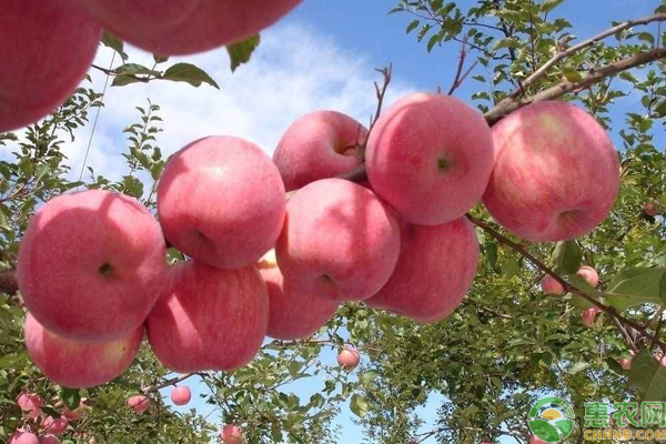 洛川苹果为什么贵？批发价格多少钱一斤？