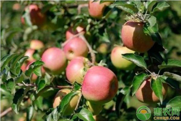 洛川苹果和烟台苹果哪个好？它们有何区别？