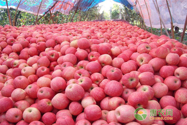 宜川苹果多少钱一斤？宜川苹果有何特点？