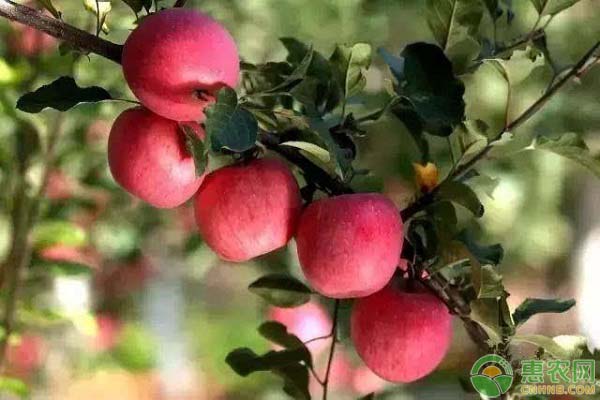 宜川壶口苹果多少钱一斤？宜川苹果为什么受欢迎？