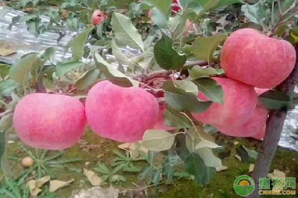 宜川壶口苹果多少钱一斤？宜川苹果为什么受欢迎？