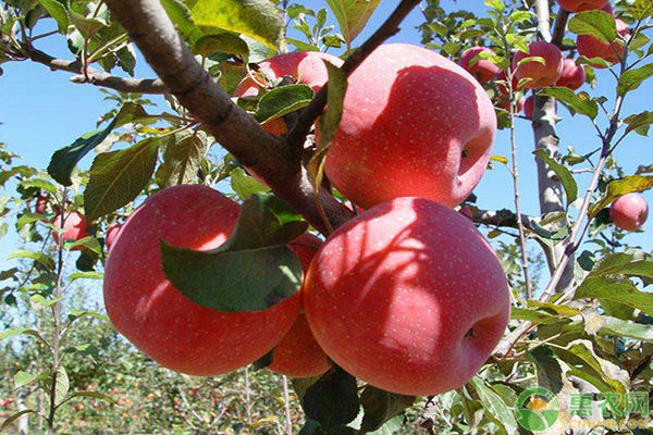 洛川苹果的特点及产地介绍