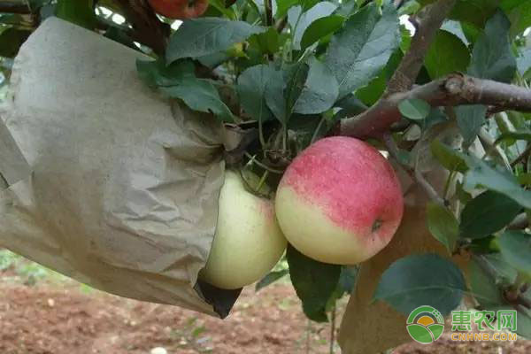 洛川县苹果多少钱一斤？宜川苹果和洛川苹果有什么区别？