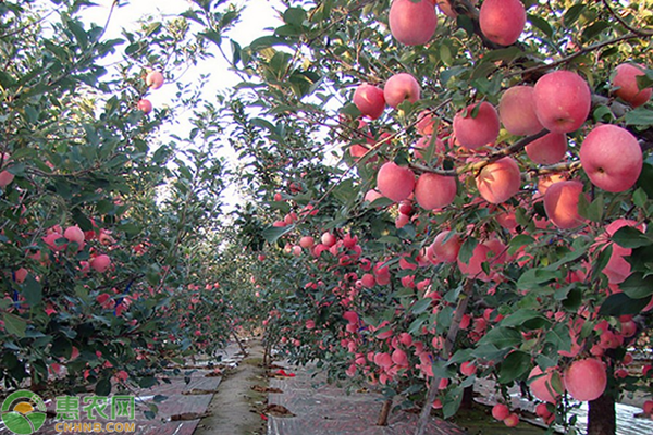 栖霞苹果批发市场在哪里？栖霞苹果为何不出名？