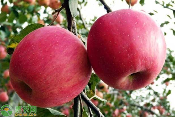 红玉苹果是面的吗？哪里有卖？食用功效有哪些？