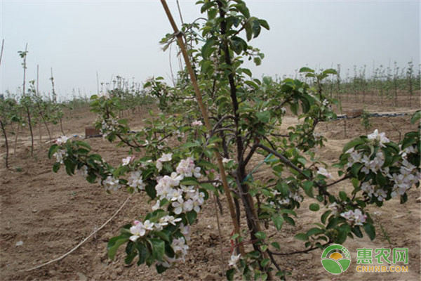 红玉苹果树苗多少钱一棵？什么时候种植最好？