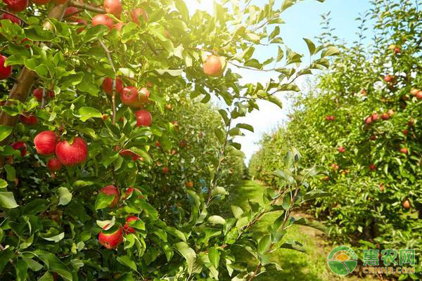 红玉苹果树苗多少钱一棵？什么时候种植最好？