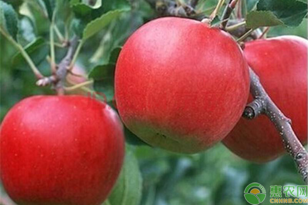 红玉苹果的特点是什么？现在怎么很少见了？