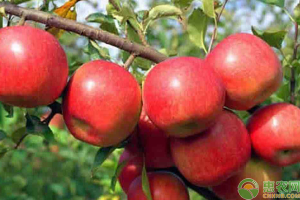 红玉苹果的特点是什么？现在怎么很少见了？