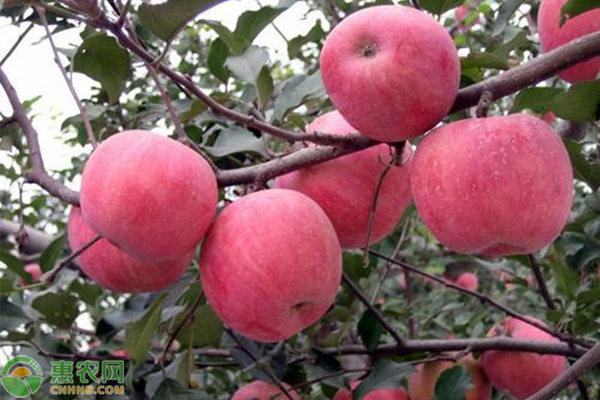 野苹果和苹果的区别，野苹果有哪些功效与作用？