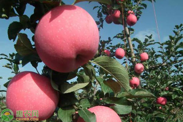 野苹果和苹果的区别，野苹果有哪些功效与作用？