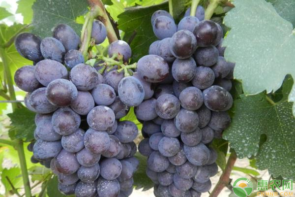 最值得种植的葡萄品种介绍