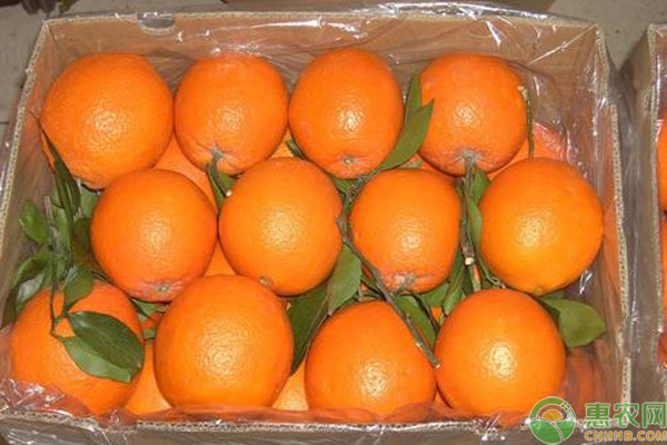 莲花橙产地在哪里？国内橙子出名产地品种介绍