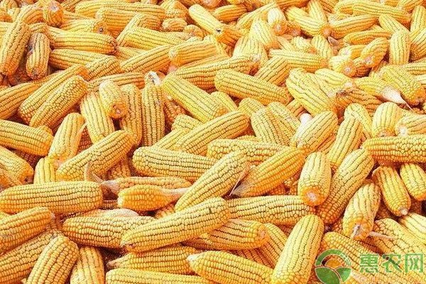 今日玉米价格多少钱一斤？春节后的玉米行情走势分析