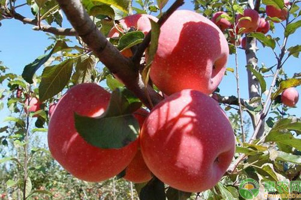 2020苹果种植前景及效益分析