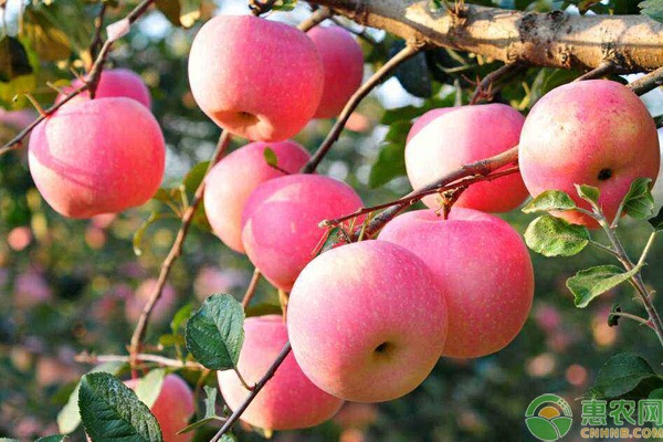 2020苹果种植前景及效益分析