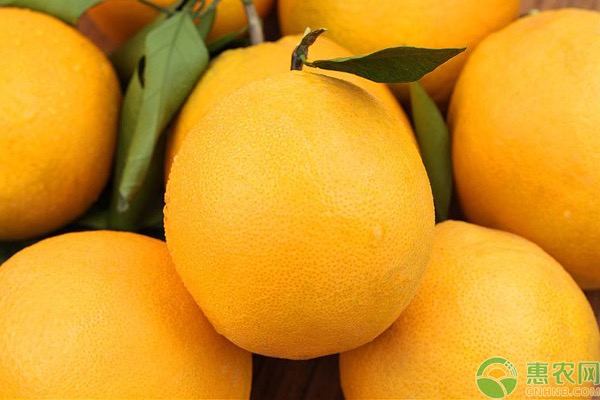 种植橙子赚钱吗？附橙子种植前景及效益分析