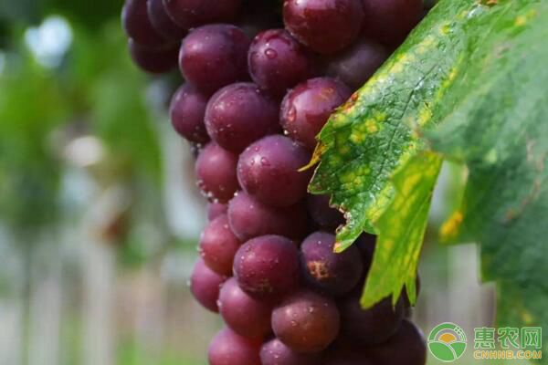 2020巨峰葡萄多少钱一斤？巨峰葡萄苗哪里有卖的？