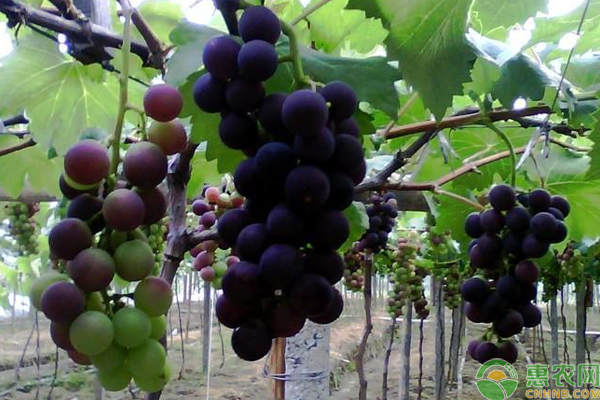 2020巨峰葡萄多少钱一斤？巨峰葡萄苗哪里有卖的？