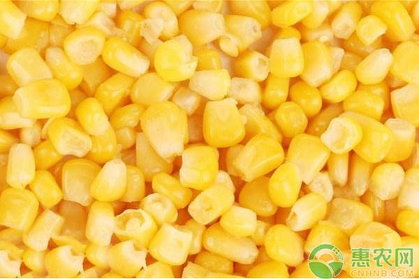 今日玉米价格多少钱一斤？2020年全国玉米价格最新行情