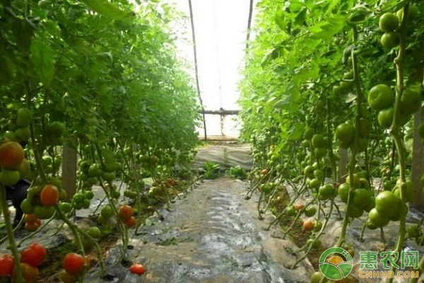 西红柿怎么选种？育苗方法有哪些？