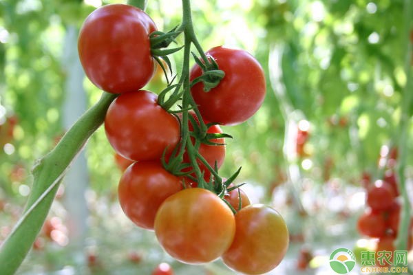 西红柿怎么选种？育苗方法有哪些？