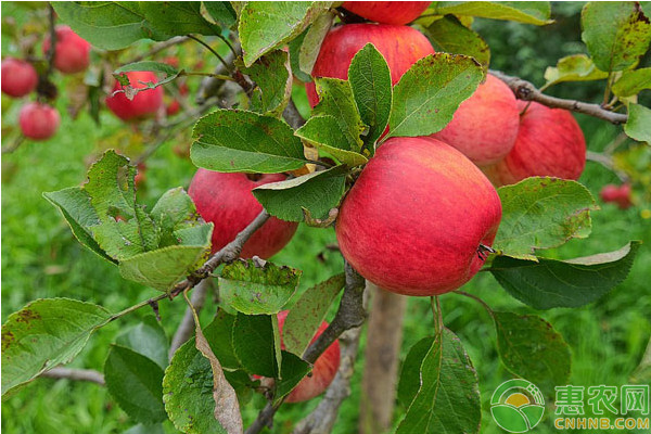 苹果树苗什么品种最好？育苗方法有哪些？
