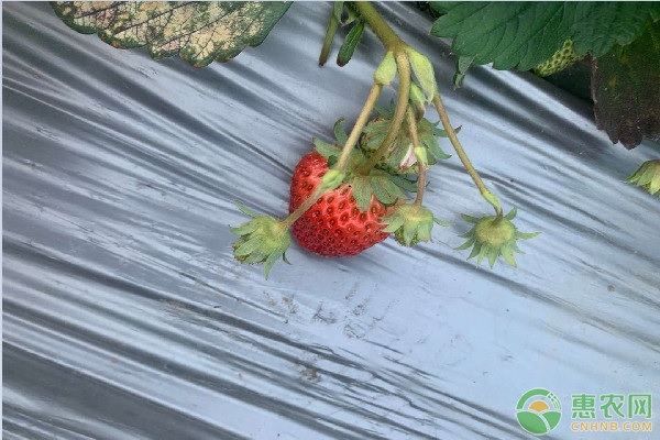 草莓苗有哪些分级标准？不同的栽培方式该如何选择品种？