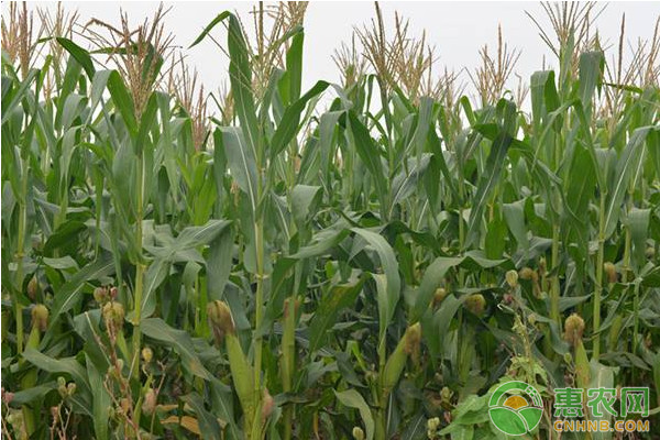 现在玉米价格多少钱一斤？2020年3月份玉米价格走势预测