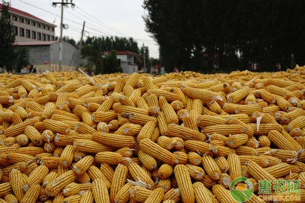现在玉米价格多少钱一吨？2020玉米最新行情走势