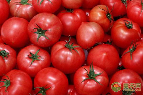 今日西红柿多少钱一斤？2020年西红柿最新价格行情分析