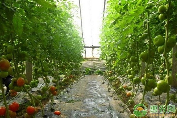 现在西红柿价格多少钱一斤？附四月西红柿行情走势介绍