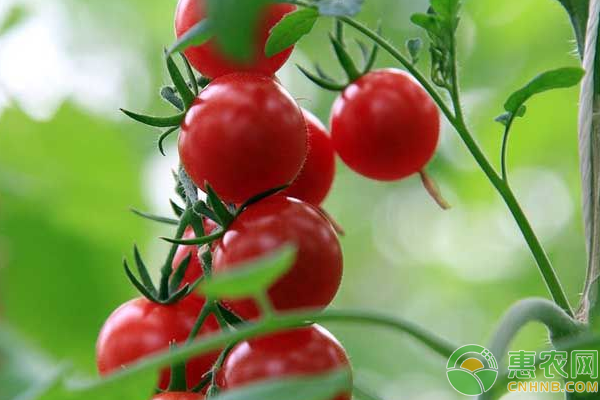 西红柿叶片脆有哪些解决方法？