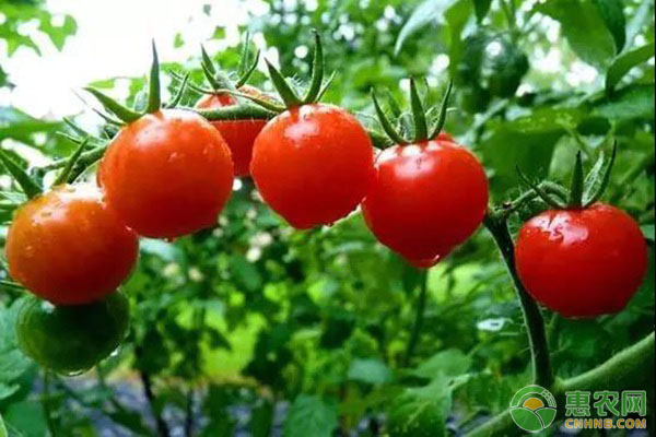 西红柿什么时候种植？