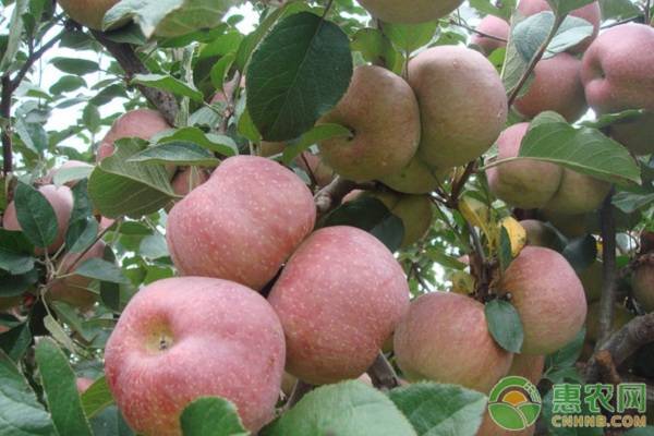 苹果树苗怎么种植？