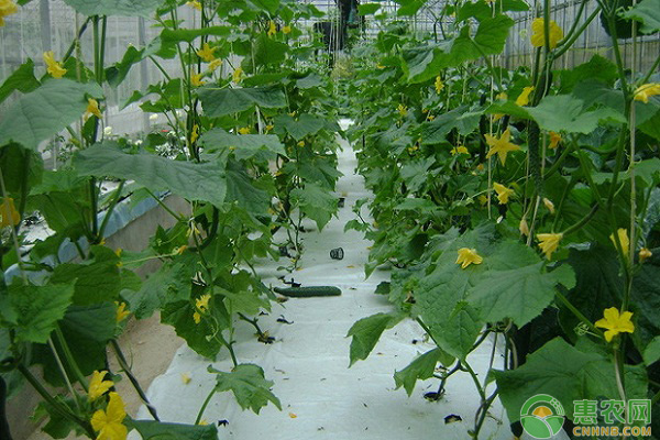 阳台黄瓜的种植方法有哪些？
