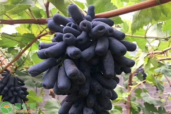 2020蓝宝石葡萄最新价格行情，蓝宝石葡萄种植前景利润分析