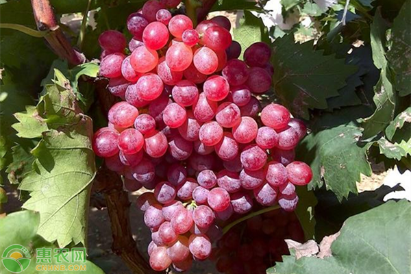 优质高产葡萄品种介绍