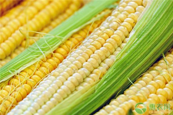 2020今日玉米价一斤多少钱？2020年玉米价格行情预测