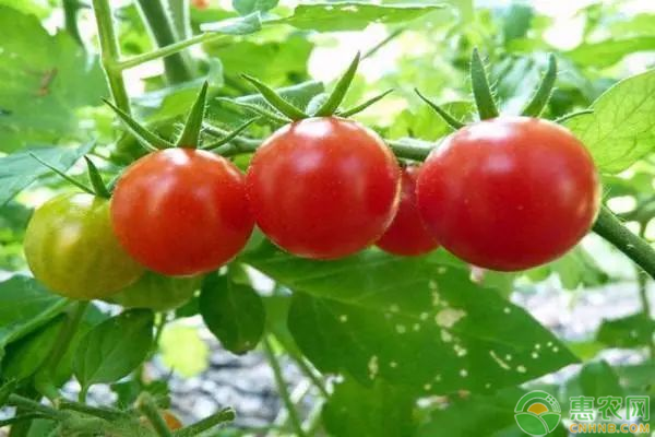 种植前景好的西红柿品种介绍