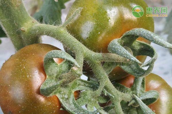 黑番茄怎么判断是否熟了？种植前景怎么样？