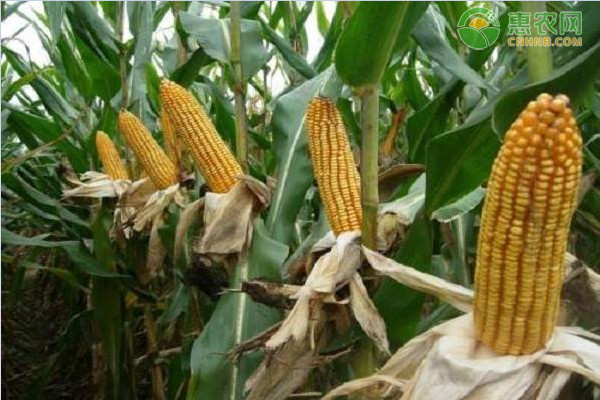 2020年7月份全国玉米价格行情预测及走势分析