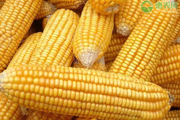 2020玉米多少钱一吨？全国玉米价格普遍上涨！