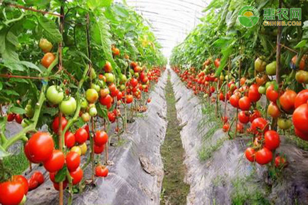 番茄怎么种？