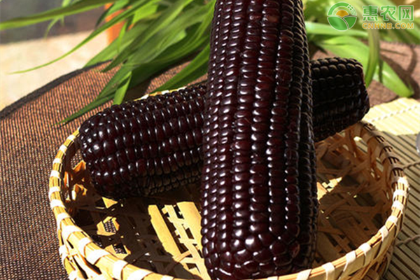 重庆历时11年培育成新品玉米“黑糯600”，帮助农民增产增收！