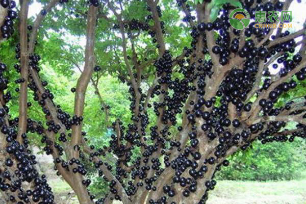 树葡萄多少钱一斤？有哪些选购方法？