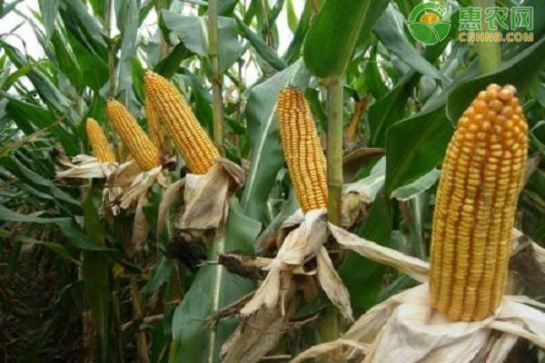 2020年8月玉米价格最新行情及走势