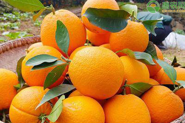 2020橙子价格的最新报价及后期走势