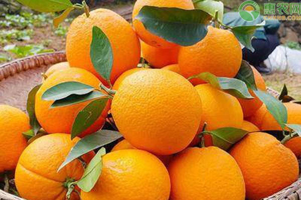 中国最好的橙子产地是哪里？