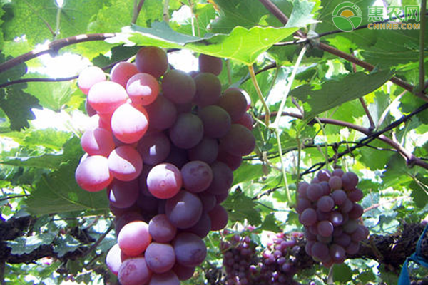 蜜光葡萄市场价格多少钱一斤？蜜光葡萄种植前景分析
